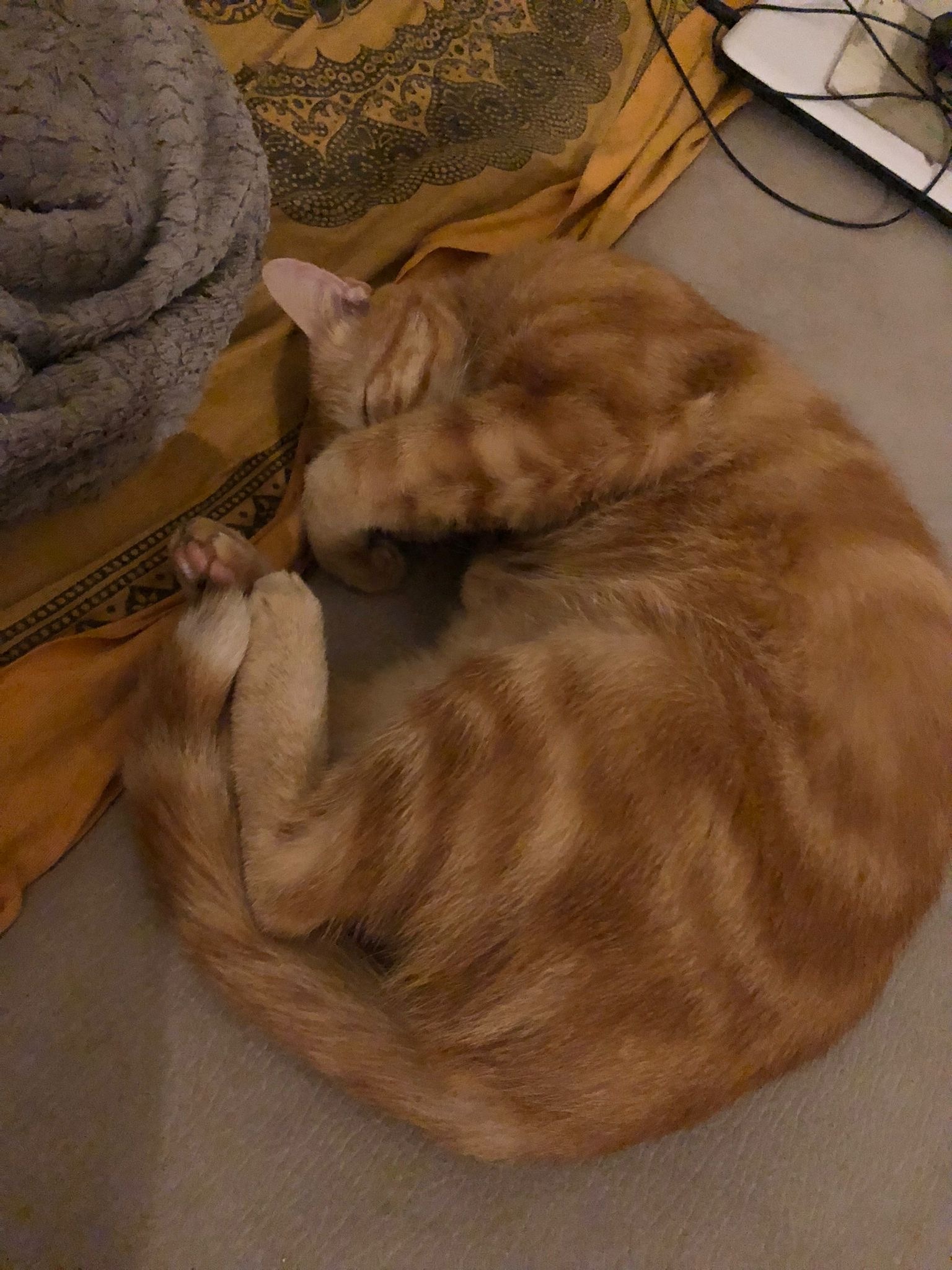 Profil de Xander, 20 ans, Libertine à Weekes