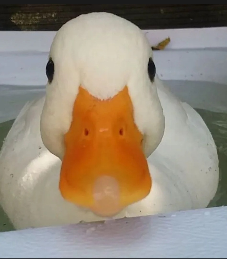 Profil de Noor, 19 ans, Libertine à Sainte-Jeanne-d'Arc