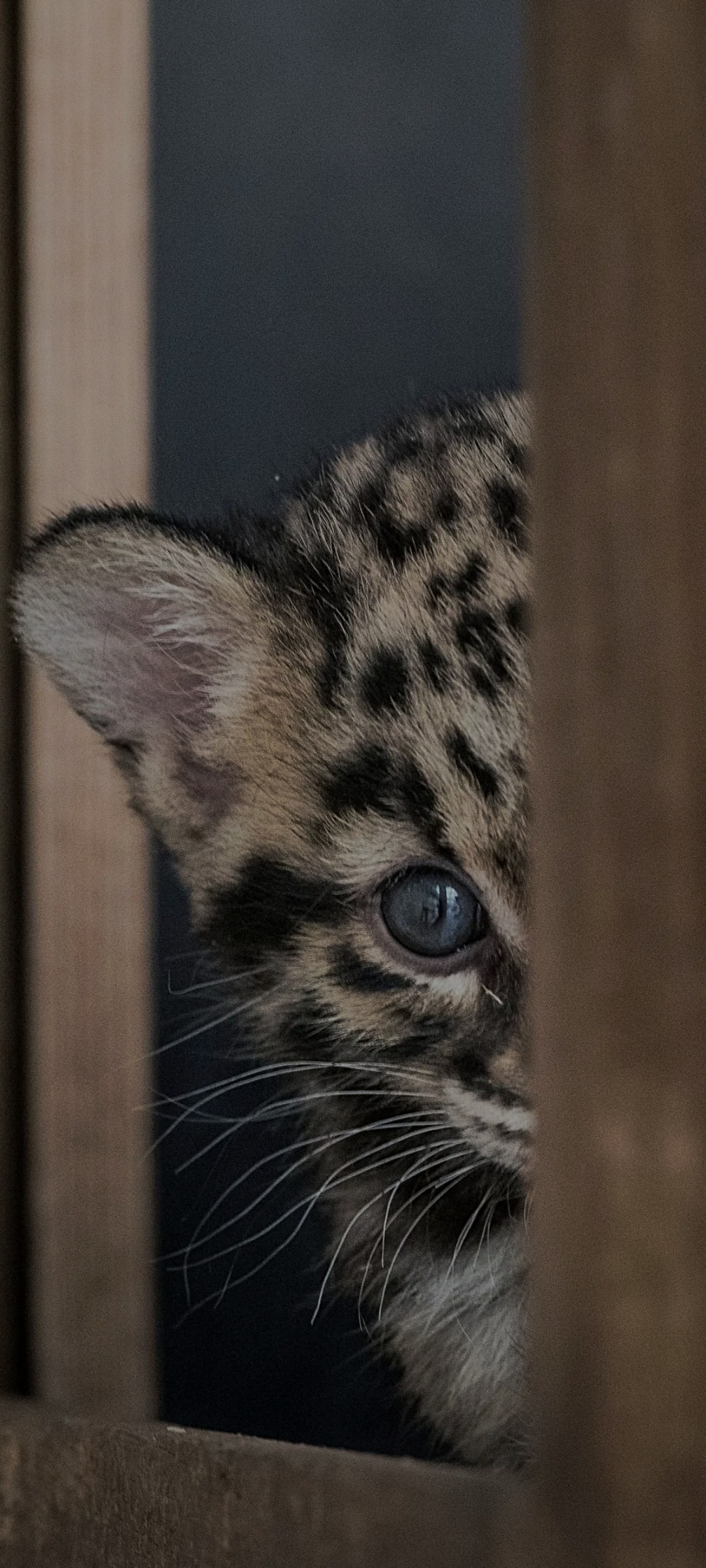 Profil de Joscelyn, 38 ans, Libertine à Norfolk County